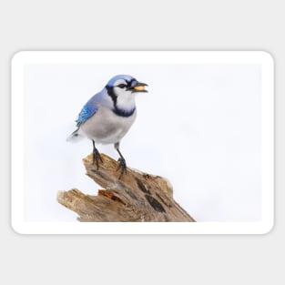 Blue on White - Blue jay Sticker